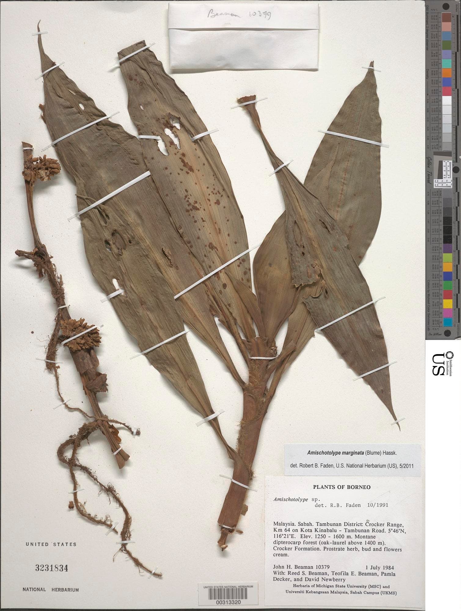 Amischotolype marginata (Blume) Hassk.
