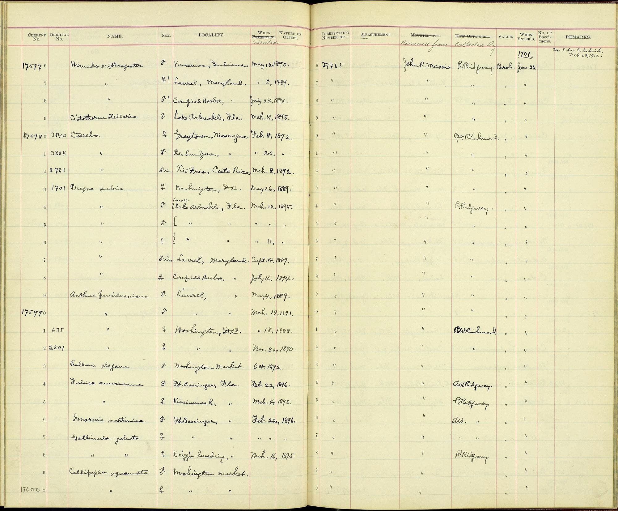 Anthus rubescens rubescens