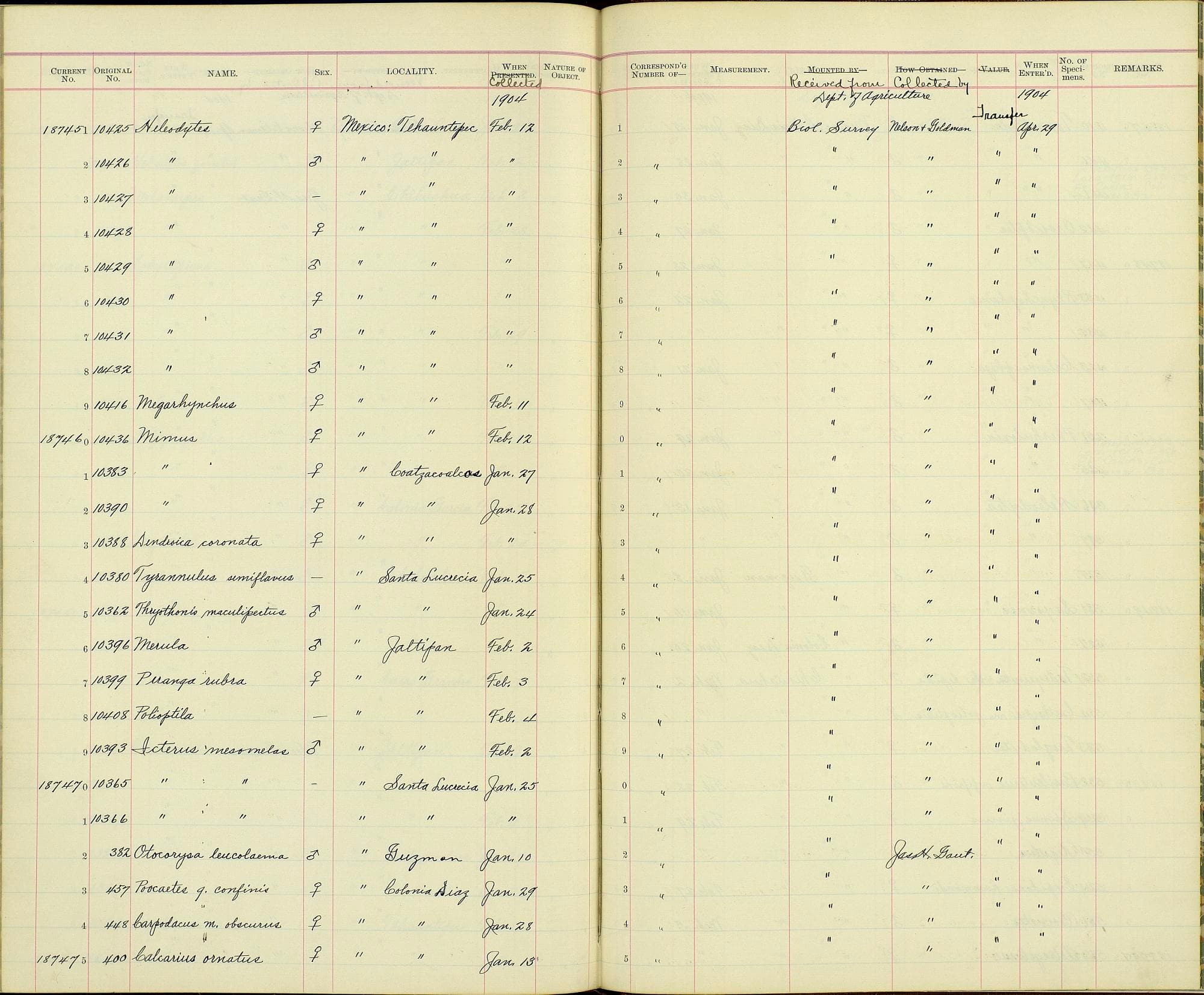 Carpodacus mexicanus potosinus