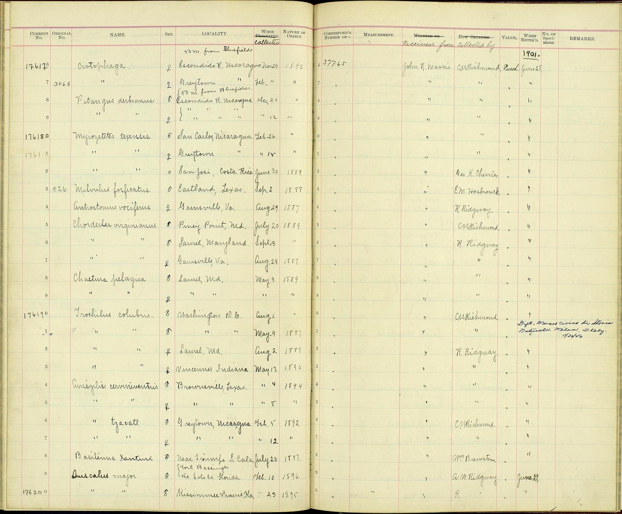 Caprimulgus vociferus vociferus