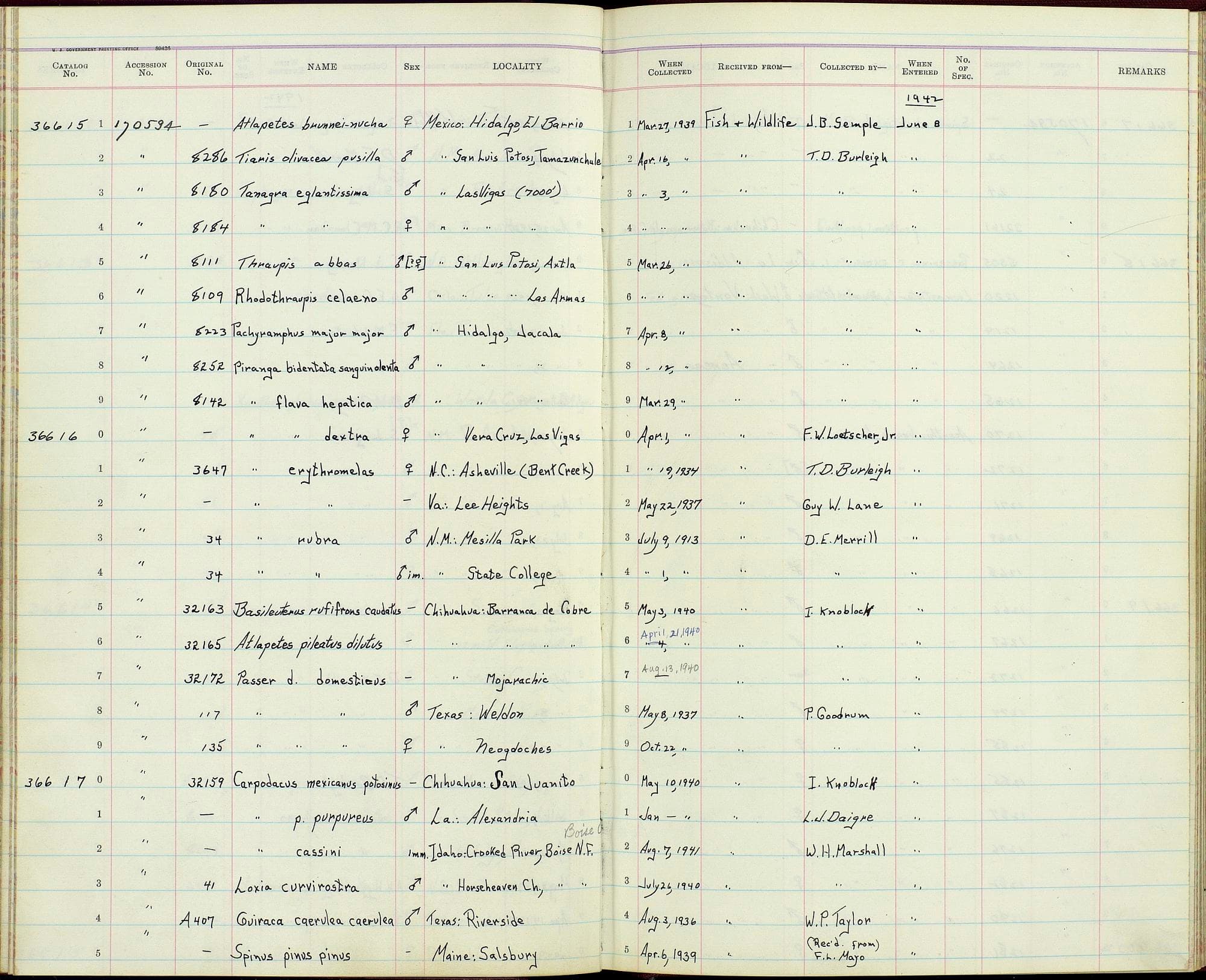 Carpodacus mexicanus potosinus