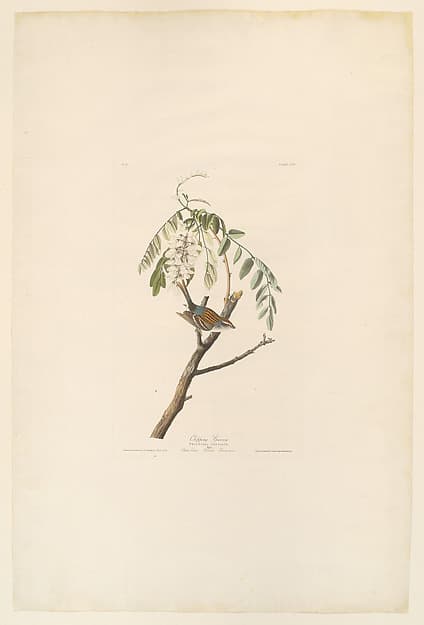 Chipping Sparrow. Fringilla socialis [current name: Chipping Sparrow. Spizella passerina], from "The Birds of America," plate CIV, by John James Audubon