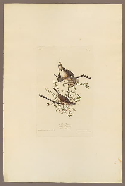 Song Sparrow. Fringilla melodia [current name: Song Sparrow. Melospiza melodia], from "The Birds of America," plate 25 [later XXV], by John James Audubon