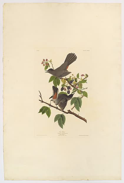 Cat Bird. Turdus felivox [current name: Gray Catbird. Dumetella carolinensis], from "The Birds of America," plate CXXVIII, by John James Audubon