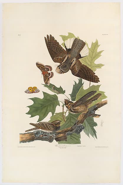 Whip-Poor-Will. Caprimulgus vociferus [current name: Eastern Whip-poor-will. Caprimulgus vociferus], from "The Birds of America," plate 82 [later LXXXII], by John James Audubon