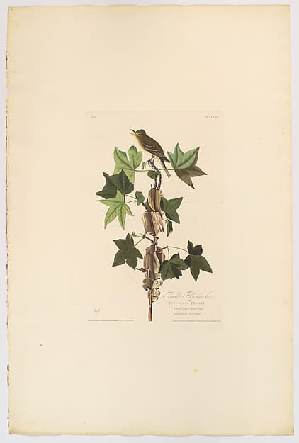 Traill's Flycatcher. Muscicapa trailii [current name: Willow Flycatcher. Empidonax traillii], from "The Birds of America," plate 45 [later XLV], by John James Audubon
