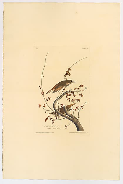 Hermit Thrush. Catharus guttatus [current name: Hermit Thrush. Turdus solitarius], from "The Birds of America," plate 58 [later LVIII], by John James Audubon