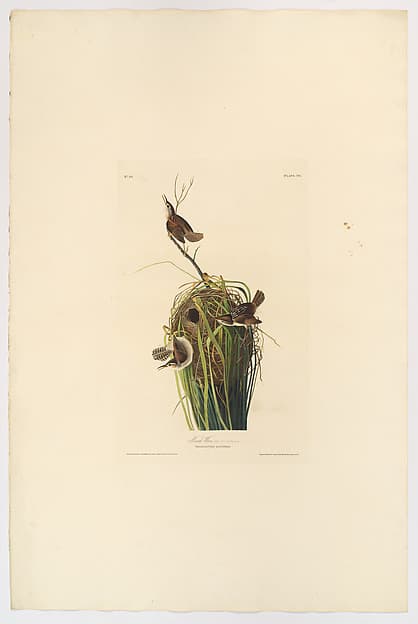 Marsh Wren. Troglodytes palustris [current name: Marsh Wren. Cistothorus palustris], from "The Birds of America," plate 98 [misnumbered, should be 100] [later C], by John James Audubon