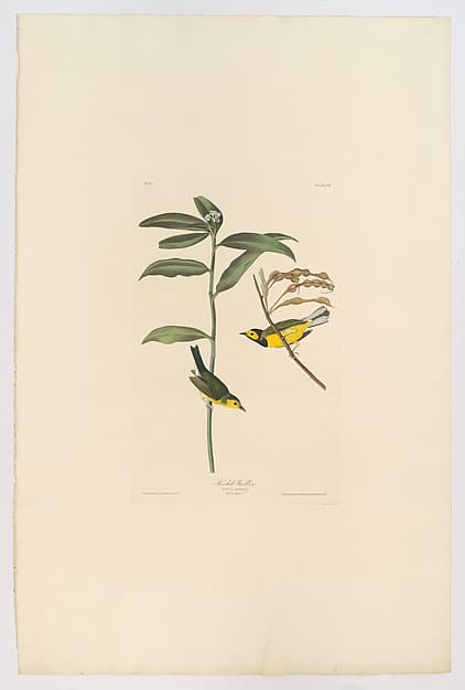 Hooded Warbler. Sylvia mitrata [current name: Hooded Warbler. Wilsonia citrina], from "The Birds of America," plate CX, by John James Audubon