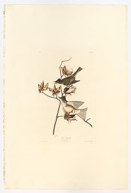Pewee or Pewit Flycatcher. Muscicapa fusca [current name: Eastern Phoebe. Sayornis phoebe], from "The Birds of America," plate CXX, by John James Audubon
