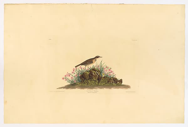 Prairie Titlark. Anthus hypogaeus [current name: American Pipit. Anthus rubescens], from "The Birds of America," plate 80 [later LXXX], by John James Audubon