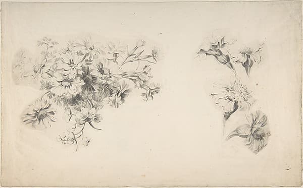 Studies of Flowers, by Anonymous, French, 18th century