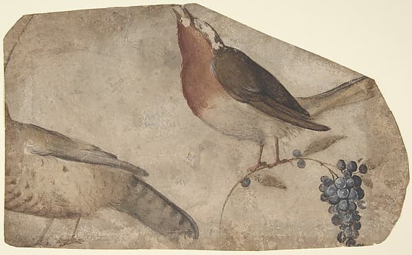 Bird Eating Grapes (recto); Tigress (verso), by Giovanni da Udine (Giovanni dei Ricamatori)