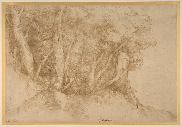 Group of Trees, by Titian (Tiziano Vecellio)