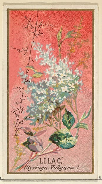Lilac (Syringa Vulgaris), from the Flowers series for Old Judge Cigarettes, by Goodwin & Company