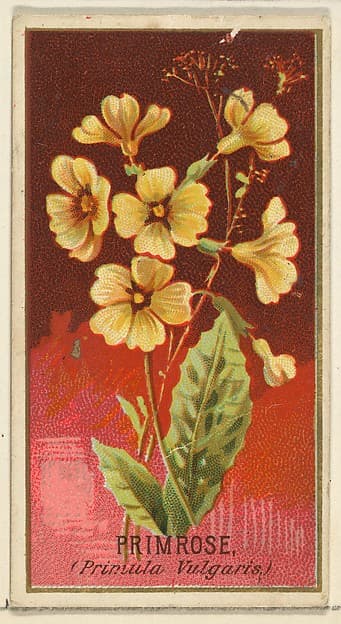 Primrose (Primula Vulgaris), from the Flowers series for Old Judge Cigarettes, by Goodwin & Company
