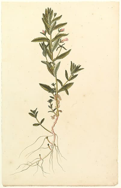 Botanical Study, by Anonymous, French, 19th century