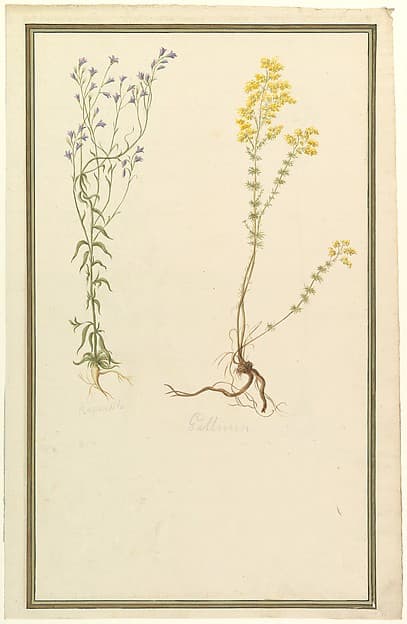 Botanical Studies, by Anonymous, French, 19th century