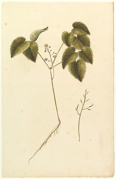 Flower Study, by Anonymous, French, 19th century