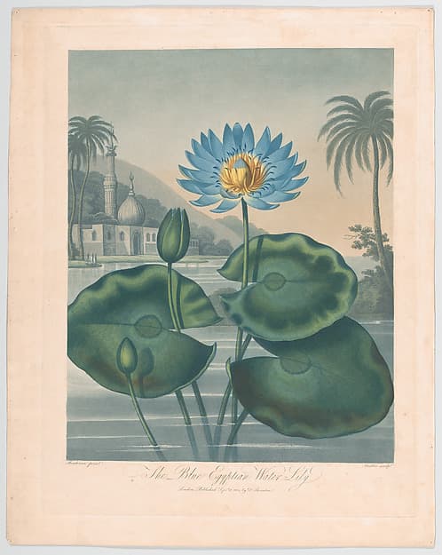 The Blue Egyptian Water Lily, from "The Temple of Flora, or Garden of Nature", by Joseph Constantine Stadler