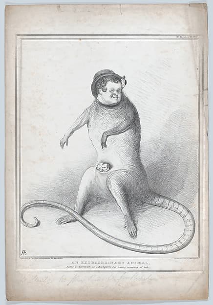 An Extradordinary Animal. Neither an Opossum nor a Kangaroo but having something of both, by John Doyle