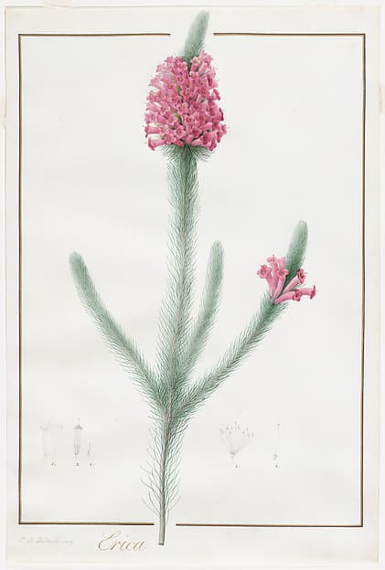 Erica Fulgida, by Pierre Joseph Redouté