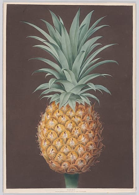 The Smooth Leaved Green Antigua Pine, by George Brookshaw