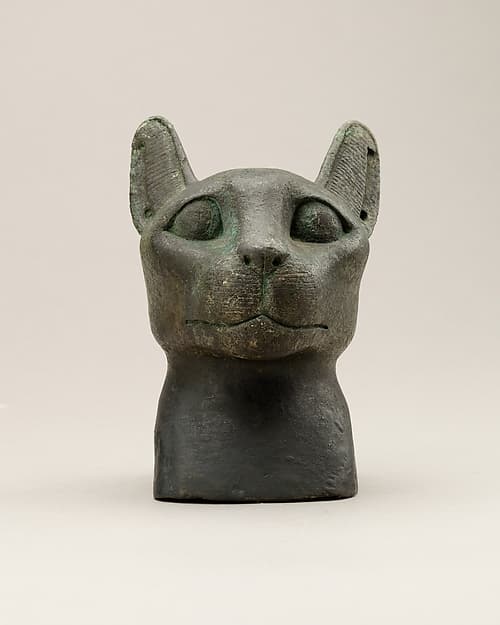 Head of a cat