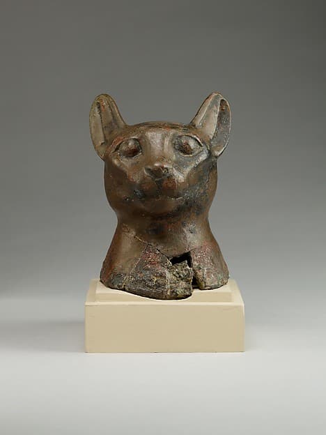 Head of a cat