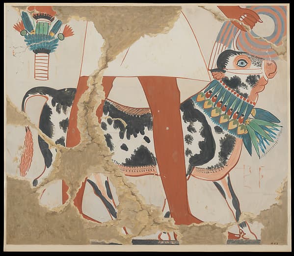 Detail of a Bull from a Procession of Offering Bearers, by Nina de Garis Davies