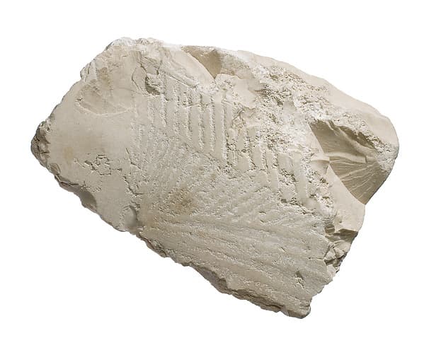 Breast (?) with pleating and shawl fringe
