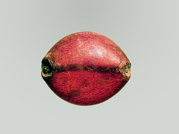 Fibula