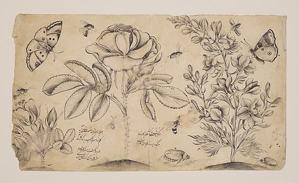 Drawing with Flowers, Butterflies, and Insects, by Shafi' 'Abbasi
