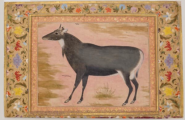 "Study of a Nilgai (Blue Bull)", Folio from the Shah Jahan Album, by Mansur