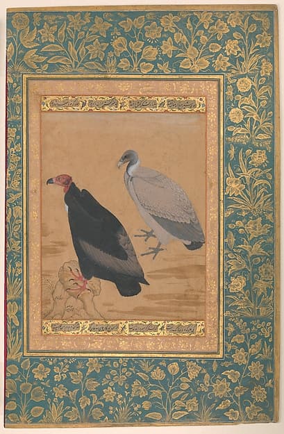 "Red-Headed Vulture and Long-Billed Vulture", Folio from the Shah Jahan Album, by Mansur