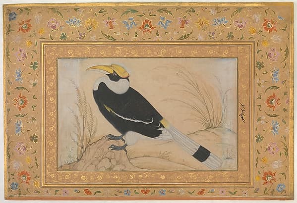 "Great Hornbill", Folio from the Shah Jahan Album, by Mansur
