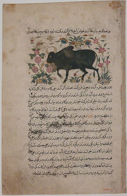 "A Bull", Folio from a Dispersed Nuzhatnama-i ‘Ala’i of Shahmardan ibn Abi’l Khayr, by Shamardan ibn Abi 'l Khayr