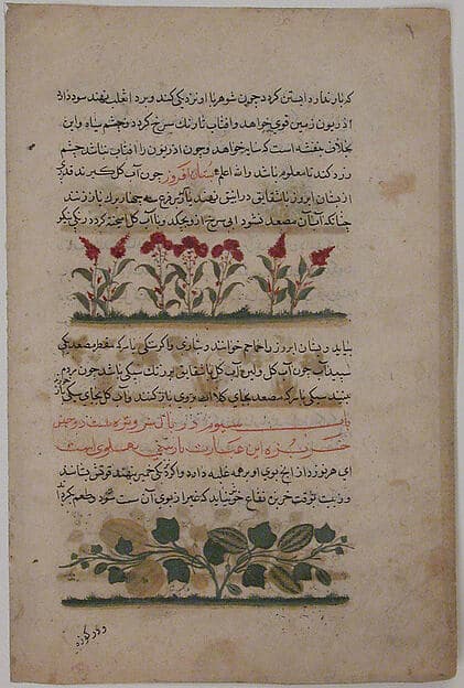 "Purple Amaranth and Watermelon", Folio from a Dispersed Nuzhatnama-i ‘Ala’i of Shahmardan ibn Abi’l Khayr, by Shamardan ibn Abi 'l Khayr