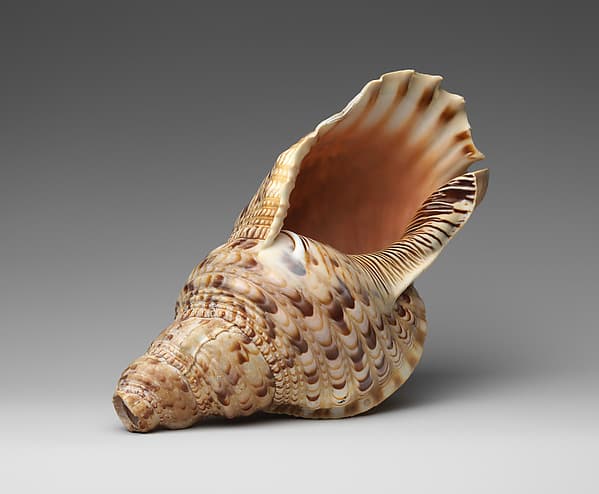 Conch Shell Trumpet