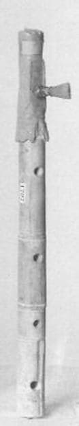 Tibia