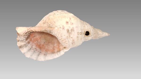 Pū (Conch Shell Trumpet)