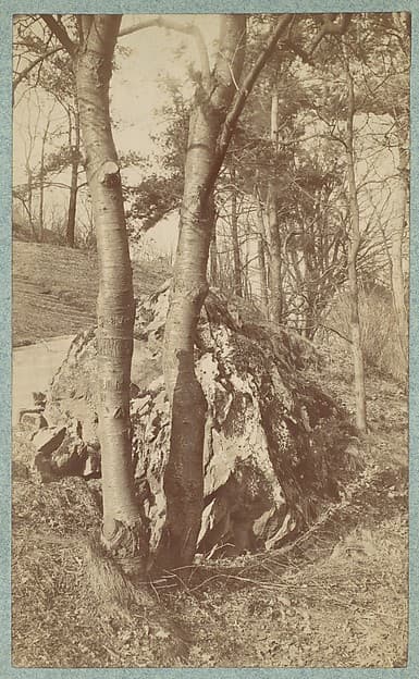 [Tree Study], by Unknown