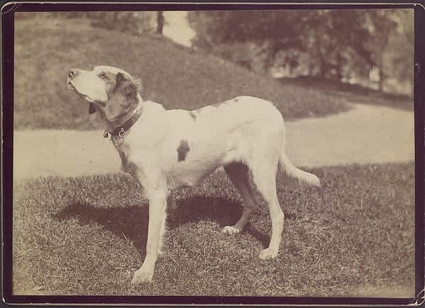 [Dog], by Unknown