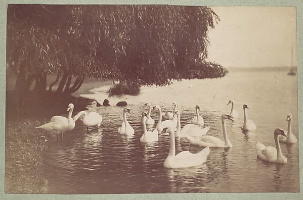 [Swans on the Water], by Unknown