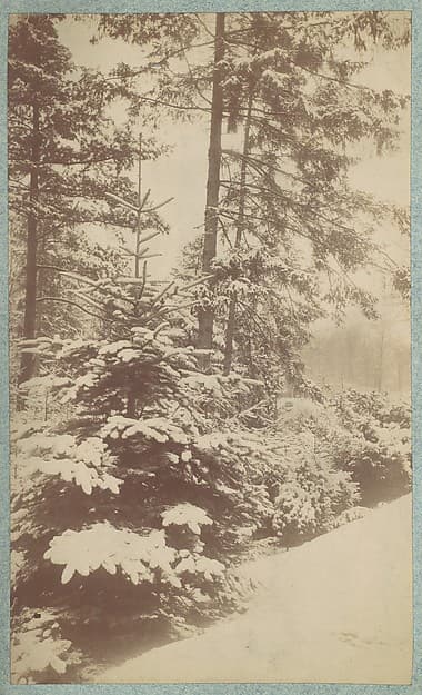 [Pines in Snow], by Unknown