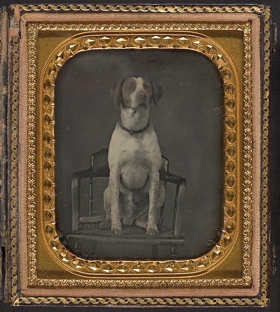 [Dog Posing for Portrait in Photographer's Studio Chair], by Rufus Anson
