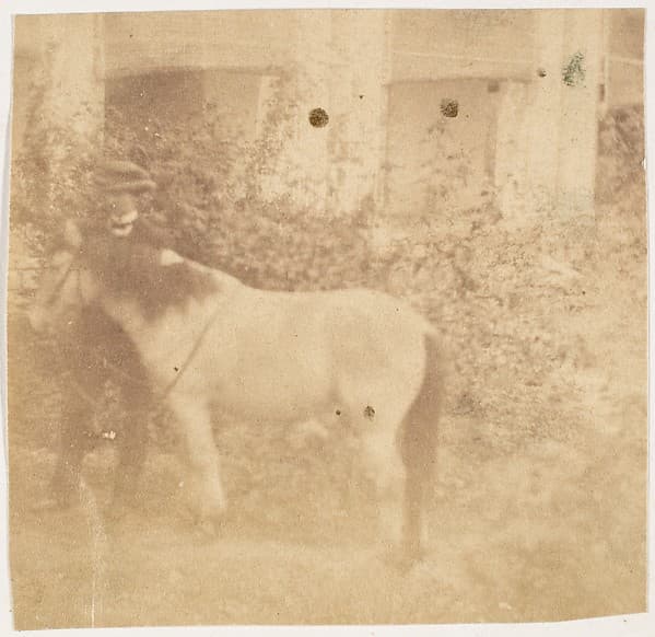 [Man and Horse, Government House, Allahabad], by John Constantine Stanley