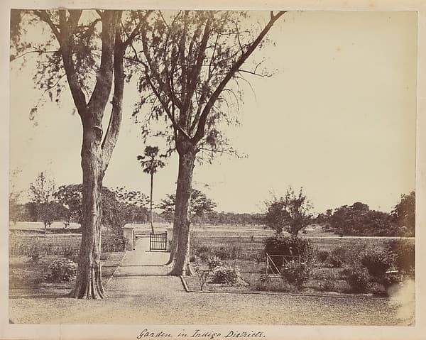 Garden in Indigo Districts, by Captain R. B. Hill