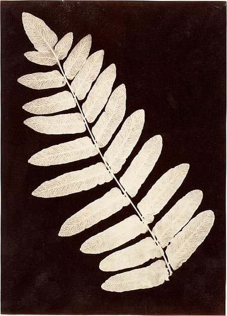 [Botanical Specimen: Fern], by Unknown