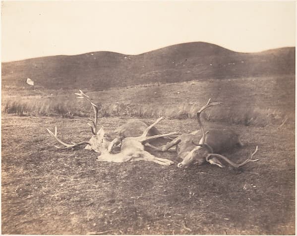 [Two Stags and Roe Buck], by Horatio Ross